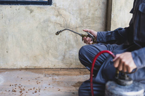 Wasp Removal Services in Brighton, AL